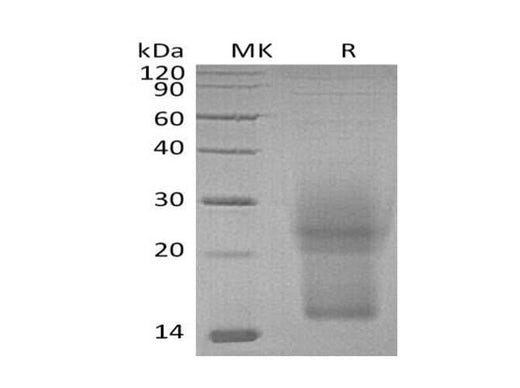 > 95 % as determined by reducing SDS-PAGE.