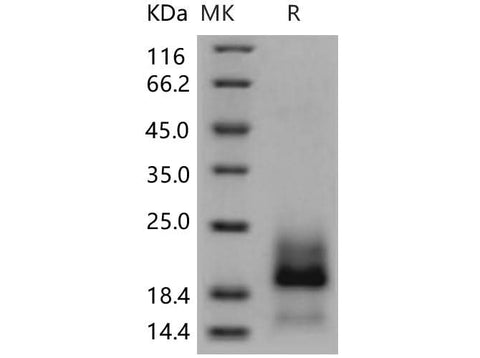 > 95 % as determined by reducing SDS-PAGE.