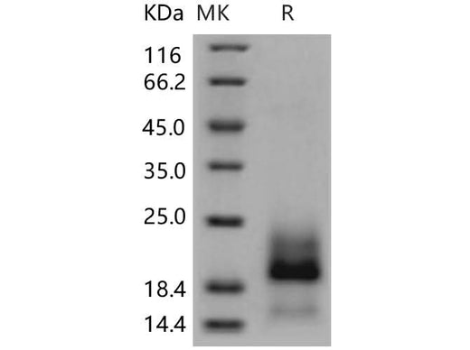 > 95 % as determined by reducing SDS-PAGE.