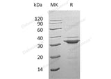 > 90 % as determined by reducing SDS-PAGE.