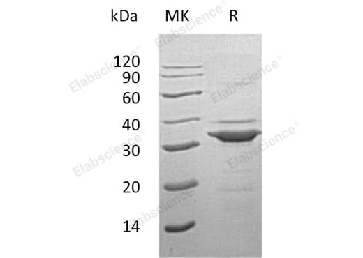 > 90 % as determined by reducing SDS-PAGE.