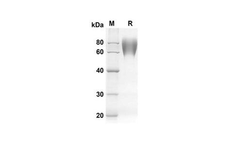 SDS-PAGE analysis of Mouse Cd86 proteins, 2 μg/lane of Recombinant Mouse Cd86 proteins was resolved with an SDS-PAGE under reducing conditions, showing bands at 49.4 kDa.