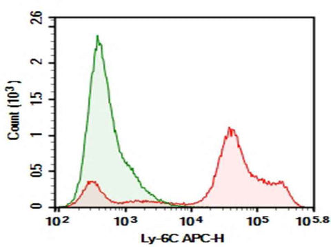 Anti-Mouse Ly-6C Antibody [HK1.4] - ABMIUM