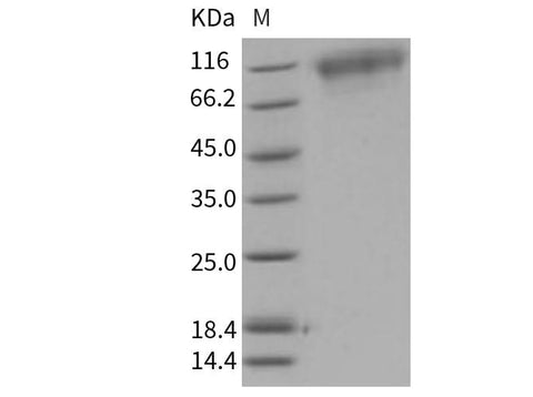 > 95 % as determined by reducing SDS-PAGE.