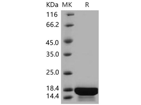 > 95 % as determined by reducing SDS-PAGE.