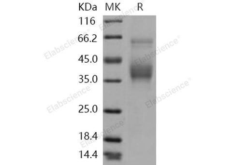 > 90 % as determined by reducing SDS-PAGE.