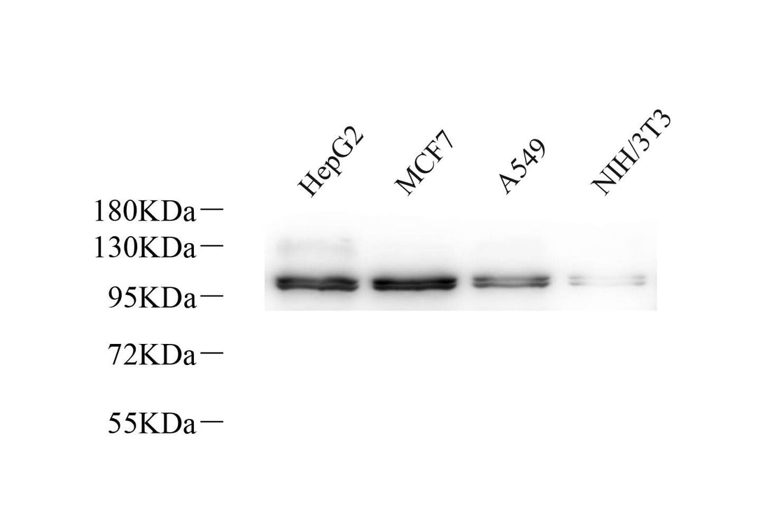 Western Blot analysis of various samples using Na+/K+-ATPase alpha1 Polyclonal Antibodyat dilution of 1:800.
