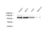 Western Blot analysis of various samples using Na+/K+-ATPase alpha1 Polyclonal Antibodyat dilution of 1:800.
