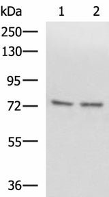 Western blot analysis of Raji and 231 cell lysates using SCMH1 Polyclonal Antibody at dilution of 1:1000