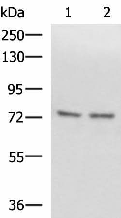 Western blot analysis of Raji and 231 cell lysates using SCMH1 Polyclonal Antibody at dilution of 1:1000