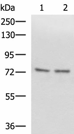 Western blot analysis of Raji and 231 cell lysates using SCMH1 Polyclonal Antibody at dilution of 1:1000