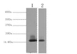 Western Blot analysis of 1) Human Milk, 2) Milk using alpha Lactalbumin Monoclonal Antibody at dilution of 1:3000.
