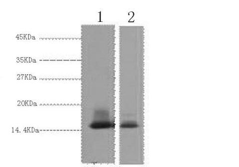 Western Blot analysis of 1) Human Milk, 2) Milk using alpha Lactalbumin Monoclonal Antibody at dilution of 1:3000.