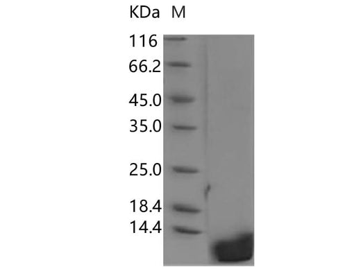 > 95 % as determined by reducing SDS-PAGE.