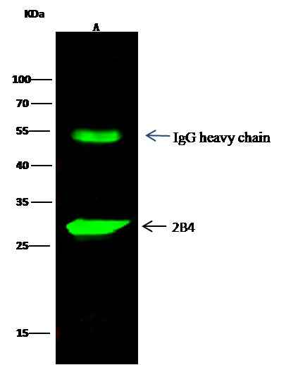 Anti-Human CD244 Antibody [A1206] - ABMIUM