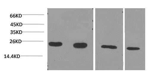Western Blot analysis of 1) Jurkat, 2)293T, 3)Rat liver, 4)3T3 using PPIB Monoclonal Antibody at dilution of 1:2000.