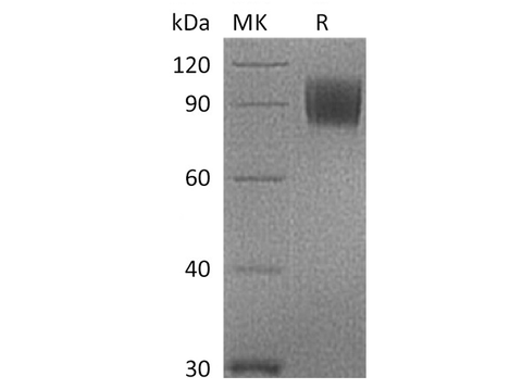 Recombinant Cynomolgus B7-2/CD86 Protein (Fc Tag) - ABMIUM