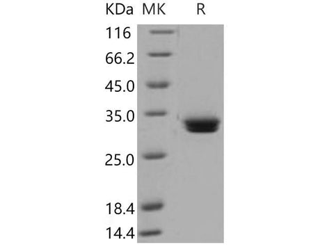 > 97 % as determined by reducing SDS-PAGE.