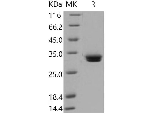 > 97 % as determined by reducing SDS-PAGE.