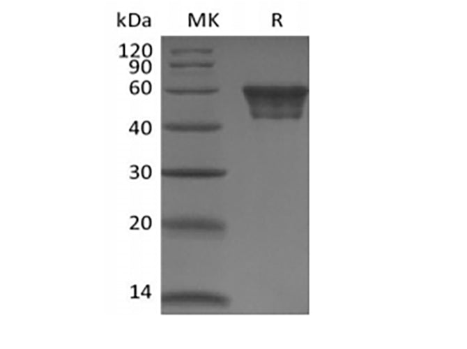 Recombinant Human CD82 (N-Fc) - ABMIUM