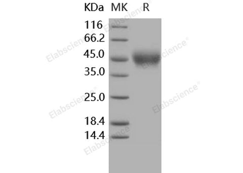 > 98 % as determined by reducing SDS-PAGE.