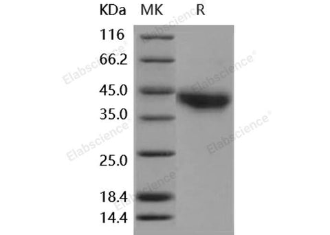 > 90 % as determined by reducing SDS-PAGE.