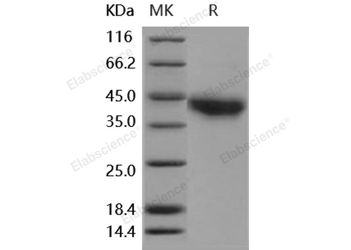 > 90 % as determined by reducing SDS-PAGE.