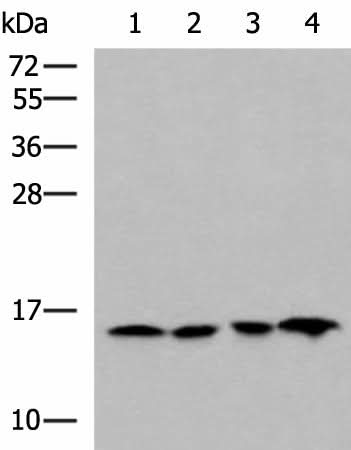 Western blot analysis of Jurkat HepG2 Hela and Raji cell lysates using MRPL42 Polyclonal Antibody at dilution of 1:800