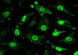 Anti-Human PPM1G Antibody [B147]