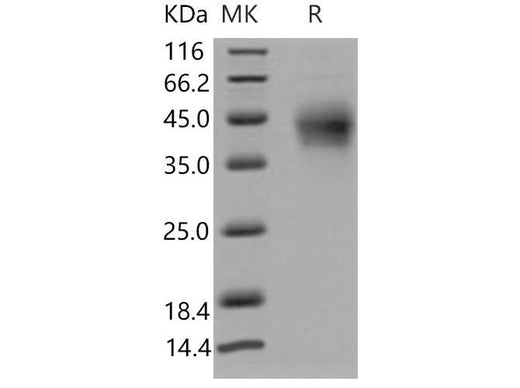 > 95 % as determined by reducing SDS-PAGE.