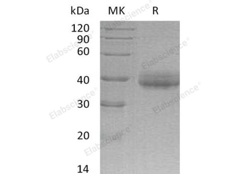 > 90 % as determined by reducing SDS-PAGE.