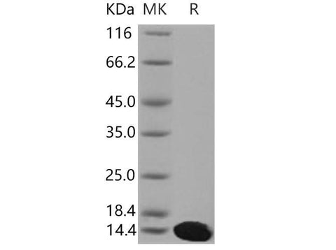 > 97 % as determined by reducing SDS-PAGE.