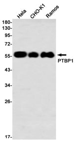 Western blot detection of PTBP1 in Hela,CHO-K1,Ramos using PTBP1 Rabbit mAb(1:1000 diluted)
