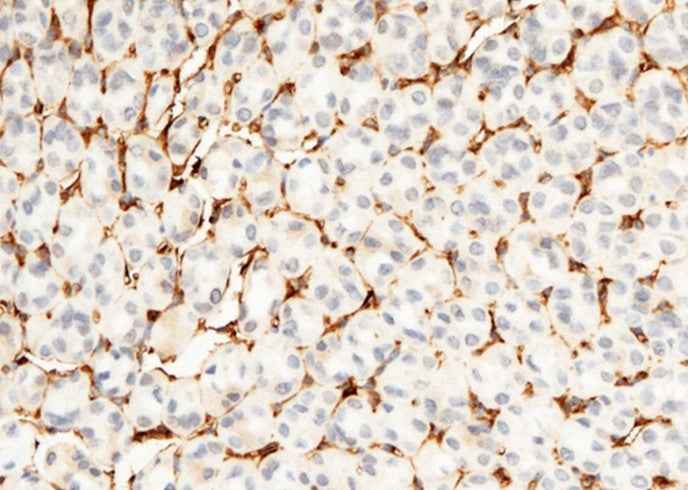Anti-Mouse CD34 Antibody [B468] - ABMIUM