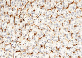 Anti-Mouse CD34 Antibody [B468]