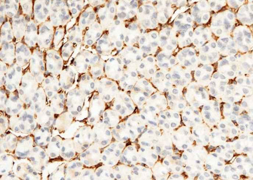 Anti-Mouse CD34 Antibody [B468] - ABMIUM