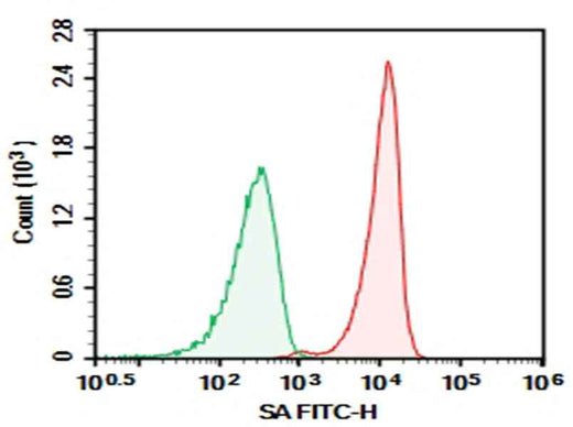 Anti-SA Antibody [15E6] - ABMIUM