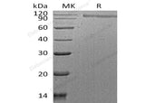 > 90 % as determined by reducing SDS-PAGE.