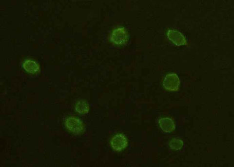 Anti-Human ADGRE5 Antibody [B323] - ABMIUM