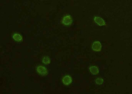 Anti-Human ADGRE5 Antibody [B323] - ABMIUM
