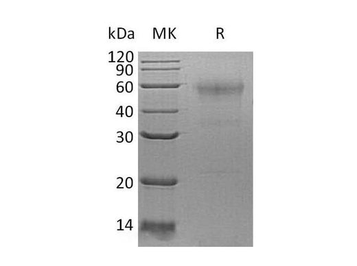 > 90 % as determined by reducing SDS-PAGE.
