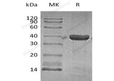 > 97 % as determined by reducing SDS-PAGE.