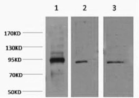Western Blot analysis of 1) Hela, 2) Jurkat, 3) HepG2 cells using Oct-1 Monoclonal Antibody at dilution of 1:2000.