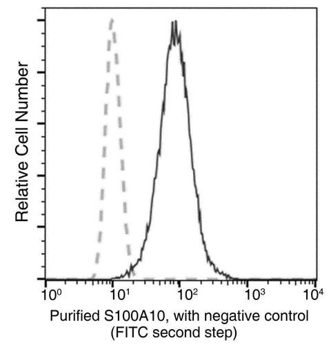 Anti-Human S100A10 Antibody [A922] - ABMIUM