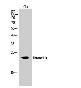 Western Blot analysis of 3T3 cells using Histone H1 Polyclonal Antibody at dilution of 1:1000.