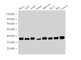 Western Blot analysis of 1)Hela, 2)293T, 3)A549, 4)Jurkat, 5)NIH/3T3, 6)PC-3, 7)Raji, 8)Caco-2 using NPM1 Polyclonal Antibody at dilution of 1:15000
