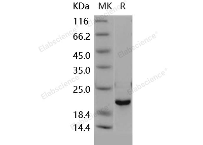> 95 % as determined by reducing SDS-PAGE.