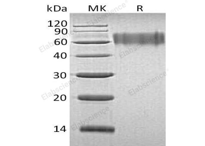 > 95 % as determined by reducing SDS-PAGE.