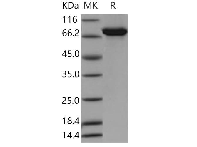 > 80 % as determined by reducing SDS-PAGE.
