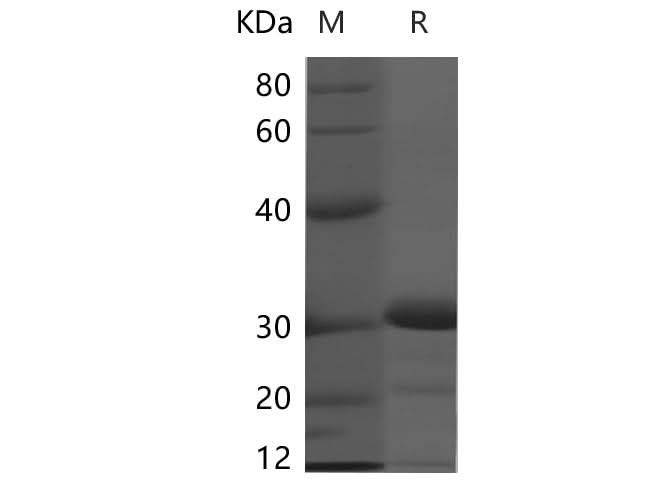 > 90 % as determined by reducing SDS-PAGE.